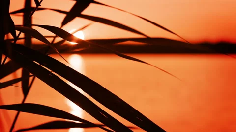 Lake. Grass. Sunset Vidéo 106457618