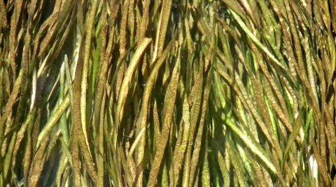 Lake grass waving in current Dragonfly HD Stock Footage 83047