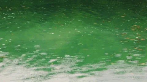 Lake green is rain, floating leaves Stock Footage 80235667