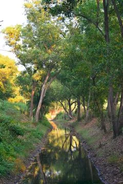 A lake with green reflection from both side trees Stock Photos