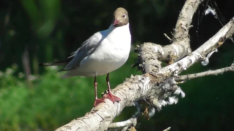 A lake gull sits on a branch of a tree and brushes its feathers with its foot Video stock 119059073