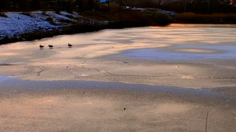 Lake half covered in ice with ducks Stock Footage 220502435