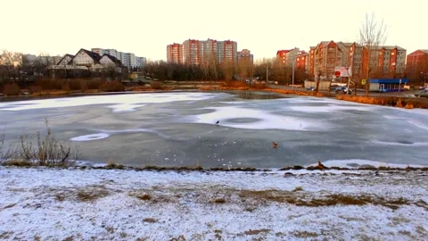 Lake half covered in ice with ducks Stock Footage 220502539