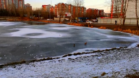 Lake half covered in ice with ducks Stock Footage 220502618