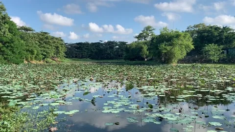 Lake in Hue Stock-Footage 345168478