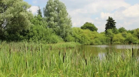 Lake idyll Stock Footage 40296381