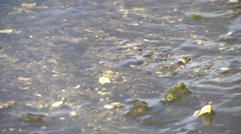 Lake Inflow with blue-green algae Stock Footage 68389871