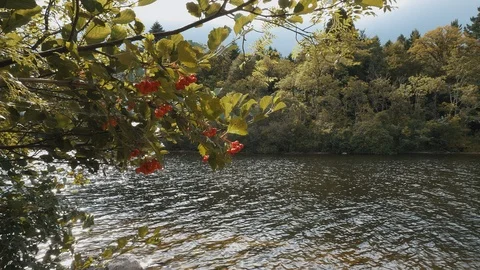 Lake inlet, with overhanging branch and berries. Stock Footage