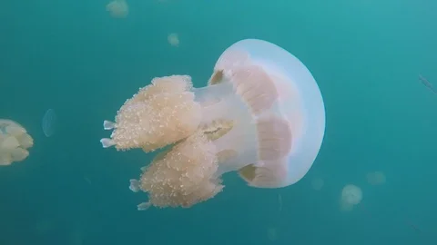 In the lake the Island Eil Malk of the archipelago of Palau is home to mi Stock Footage 120444690