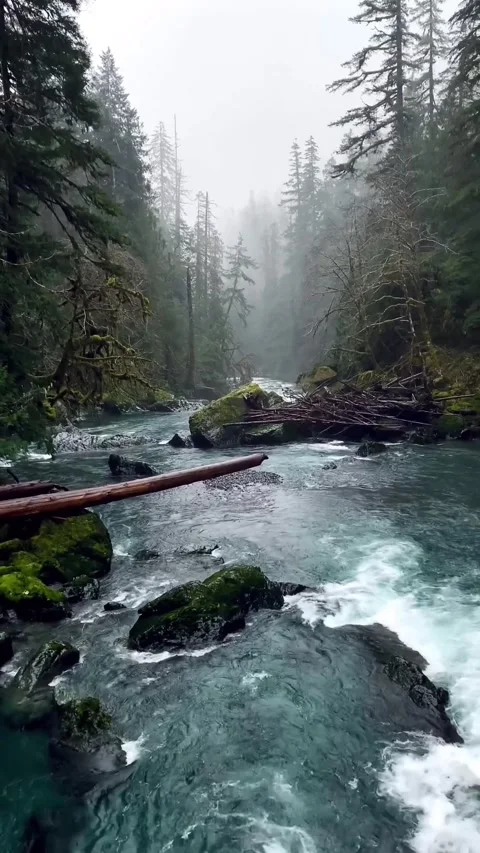 Lake in jungle Stockbeeldmateriaal 330258333