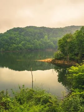 The lake into jungle Stock Photos