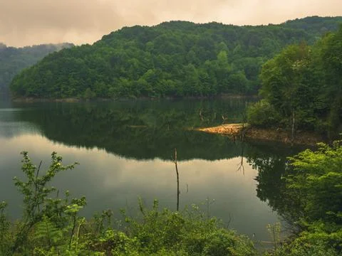 The lake into jungle Stock Photos