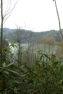 The lake into jungle Stock Photos