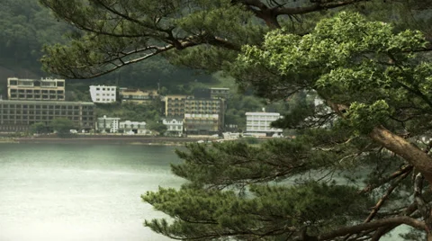 Lake Kawaguchi side pine tree 02, color grade Full HD (1920x1080) Video stock 39551854