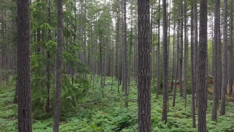 Lake Kokanee Washington Forest Stockbeeldmateriaal 343808544