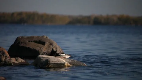 Lake Ladoga Stock Footage 131173597