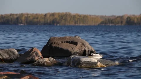 Lake Ladoga Stock Footage 131173604
