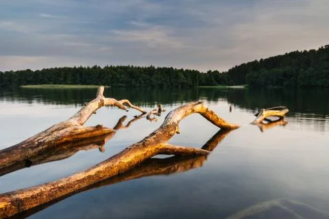Lake landscape with dead tree Stock Photos