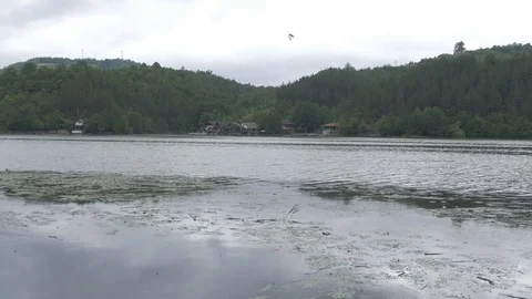 Lake landscape with flock of swallows that flying above water after rainfall. Video stock 80650963
