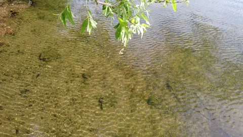 LAKE LIFE Stock Footage 195667566