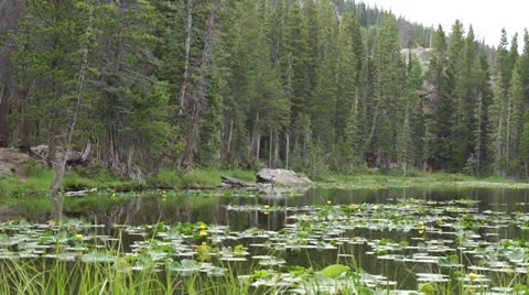 Lake of lily pads Stock Footage 26181148