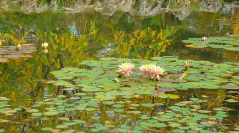 Lake with Lilypads Stock Footage 50921328
