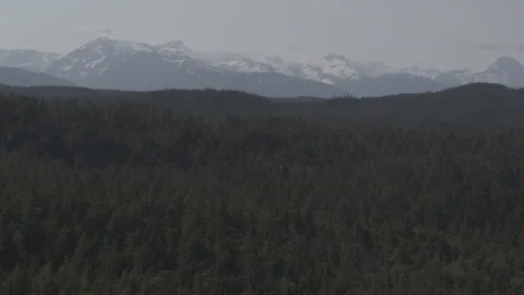 Lake Lined with Pine Trees in Alaska Stock Footage 255319767