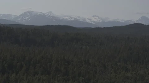 Lake Lined with Pine Trees in Alaska Stock Footage 256043611