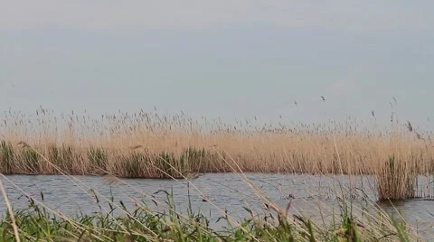 Lake with lots of reed 動画素材 42915060