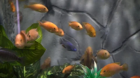 Lake Malawi cichlids Stock-Footage 103107551