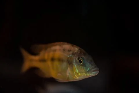 Lake Malawi giraffe hap cichlid, Nimbochromis venustus mbuna fish species Stock Photos