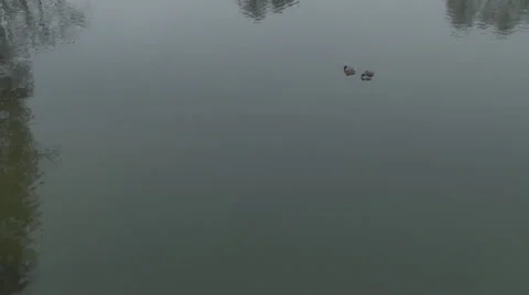 Lake With Mallard Ducks On A Cold Day Tilt-Shot Stock Footage 34295539