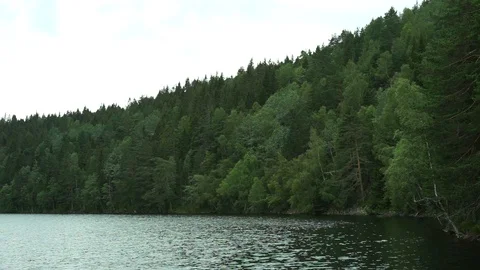 A lake in middle of the forest. Video stock 122349717