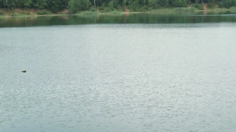 Lake in the middle of the forest Stock Footage 146910903