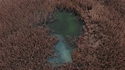 Lake in the middle of the forest. Stock Footage 159116364