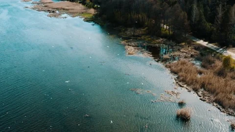 Lake in the middle of the forest. Stock Footage 234110746