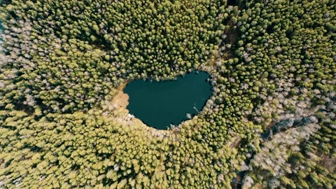 Lake in the middle of the forest. Stock Footage 234111432