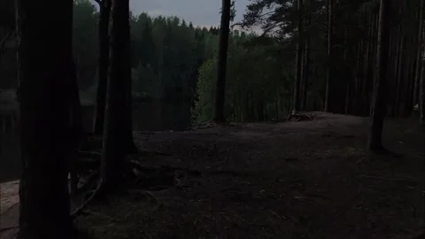 Lake in the middle of the forest Stock Footage 316951875