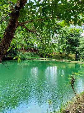 Lake in the middle of the forest Stock Photos