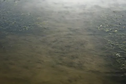 Lake with moss covered in an abstract background. Stock Photos