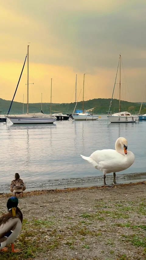 Lake in the mountains. wild ducks and white swans. Yachting. seascape. Sunset Stock-Footage 316463593