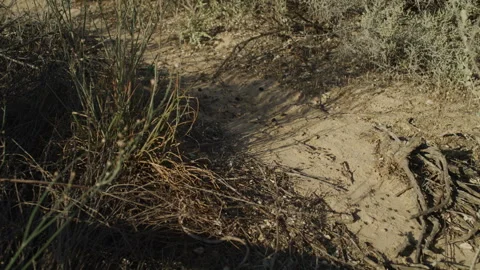 Lake Mungo Stock Footage 291734105