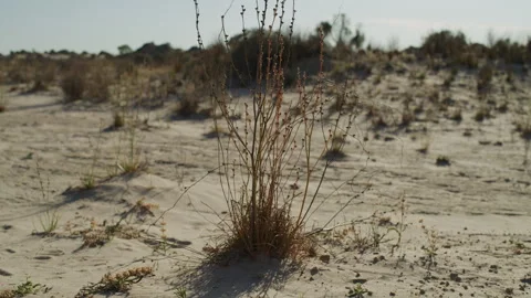 Lake Mungo Stock Footage 291735536