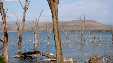 Lake nakuru dead trees and bird wildlife in kenya Stock Footage 344138533