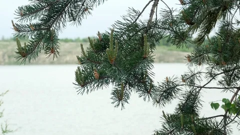 Lake nature pine tree 4k Stock Footage 89734926