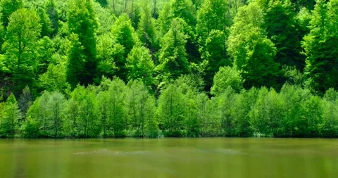 The lake near the forest Stock Footage 240901485