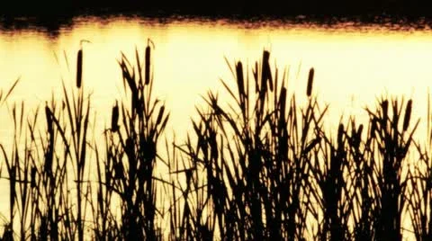 Lake at night reed Stock Footage 12162245