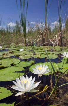 Lake okeechobee florida Stock Photos
