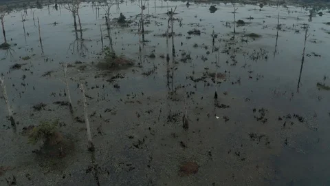 Lake with old trees sticking out of the water in Cambodia near ancient Angkor 動画素材 118459252
