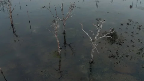Lake with old trees sticking out of the water in Cambodia near ancient Angkor Stock Footage 118459503